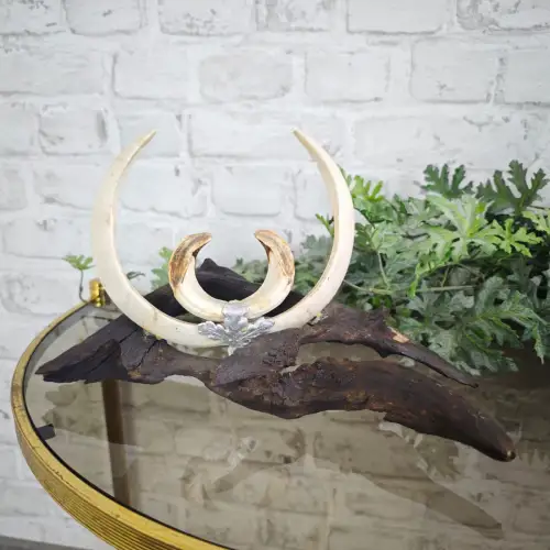 Wildschwein Hauer Keilerhauer Keilerzähne Jagd Trophäe WeeNTAGE