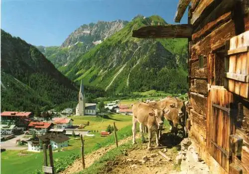 [Echtfotokarte farbig] Kleinwalsertal  - Österreich - Alpenkühe. 