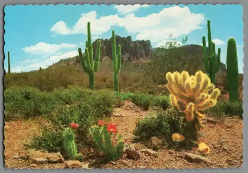 AK The Colorful Desert Arizona USA Kakteen (K1065)