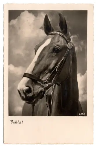 AK Echte Fotografie Vollblut Pferd Verlag  Pittius 1940er Jahre ungelaufen B2079