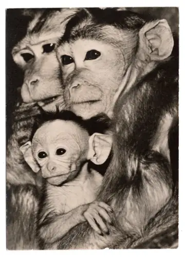 AK Hutaffen Familie mit Namen Rückseite - Zoo Berlin 1950er - Affen (B1 243)