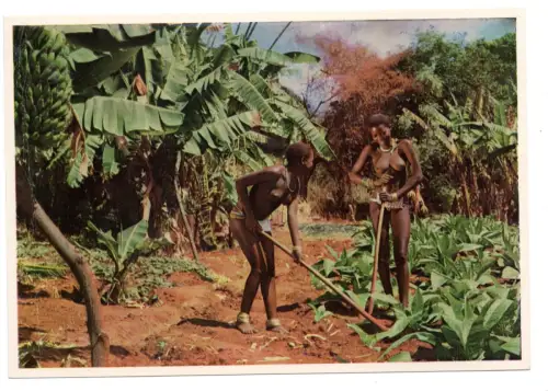 AK Südafrika Zulu Mädchen – Artco Durban ca. 1960, Bananenfeld, Nude (B1 088)