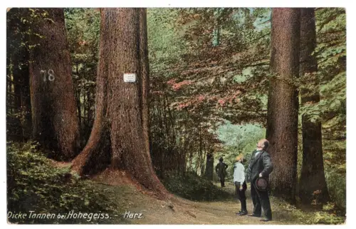 AK Foto Dicke Tannen bei Hohegeiss Harz Wanderer Wald Ansichtskarte (B1 112)