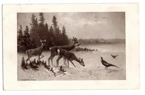AK Künstler Rehe mit Fasan Waldlandschaft Winter Egemes 1910 Cottbus (B1 055)