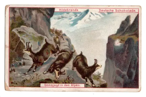 Hildebrands Sammelbild ca. 1900 Schokolade - Gemsjagd - Alpen Reklame (B1 254)