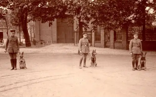 Polizeihunde Magdeburg um 1925 Foto Schäferhund Polizei Deutschland vintage
