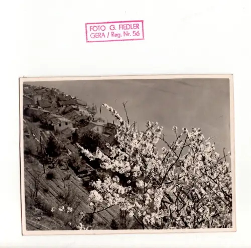 Fotografie Georg Fiedler Frühling in Morcote Tessin ca. 1928 (F1056)