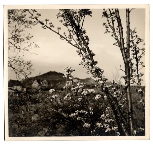 Fotografie Georg Fiedler Obstblüte Landschaft 1930 Silbergelantine