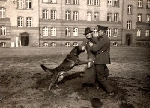 Polizeihund Angriffstraining Magdeburg 1925 Mannarbeit Schäferhund Polizei Foto