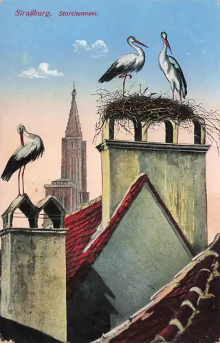 AK Straßburg Storchennest Kirche Frankreich ungelaufen Postkarte
