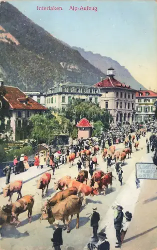 AK Interlaken Alp-Aufzug Kühe Menschen Schweiz 1911 gelaufen Postkarte