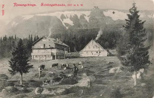 AK Riesengebirge Schlingelbaude Schlesien 1911 gelaufen Postkarte