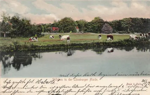AK Celle Lüneburger Haide Stilleben Kühe Niedersachsen ungelaufen Postkarte