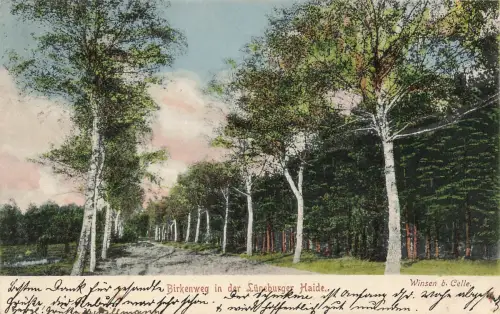 AK Winsen Birkenweg Lünburger Heide Niedersachsen Celle 1903 gelaufen Postkarte