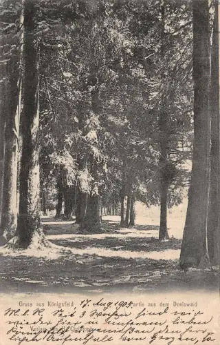 Gruß aus Königsfeld Partie aus dem Doniswald Baden-Württemberg Postkarte AK 1905