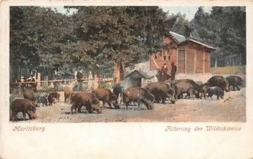 Fütterung der Wildschweine in Moritzburg Sachsen Postkarte