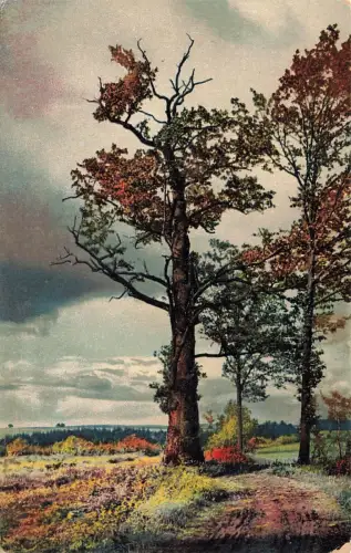 Landschaftsbild Bäume Photochromie Dresden Serie 268 Nr. 4200 Postkarte AK