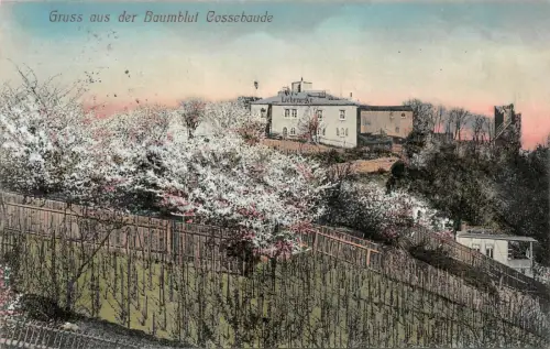 Gruss aus der Baumblut Cossebaude Sachsen Postkarte AK 1914