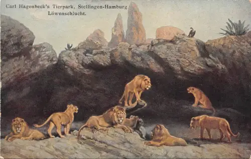 Carl Hagenbeck's Tierpark Stellingen-Hamburg Löwenschlucht Postkarte AK