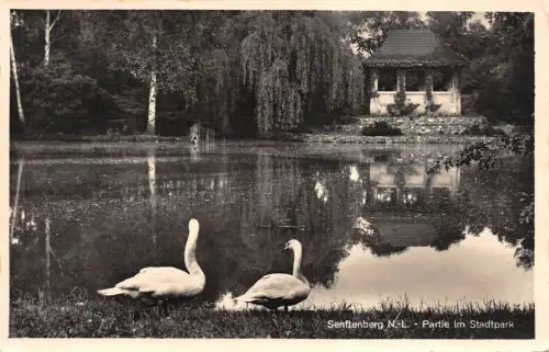 Senftenberg N.-L. Partie im Stadtpark Feldpostkarte AK 1941