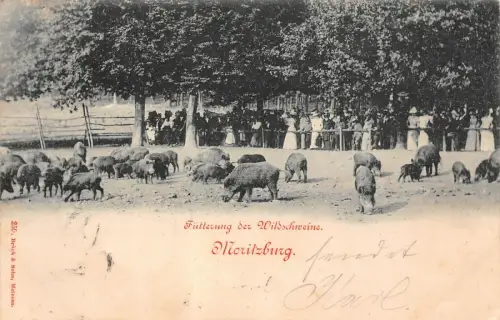 Füttern der Wildschweine Moritzburg Postkarte