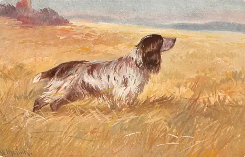 Jagd Hund A.Mailick Postkarte