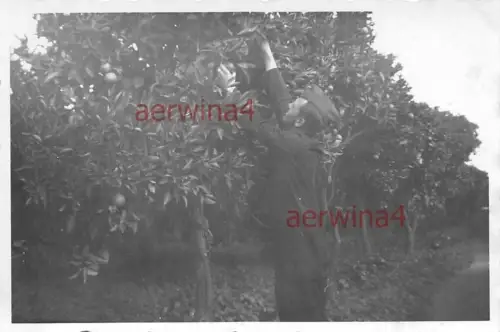 deutsche Soldat beim Orange ernten Catania Italien