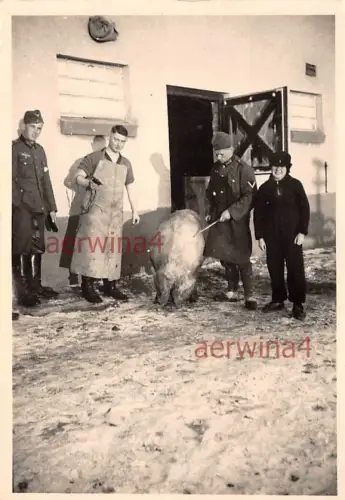 Soldaten vor dem Schlachten eines großen Schwein