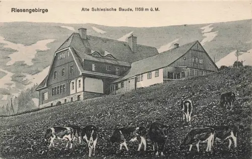 Alte Schlesische Baude mit Kühen Riesengebirge Schlesien Postkarte AK 1918
