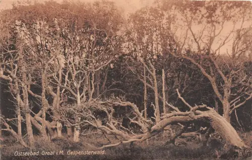 Ostseebad Graal i. M. Gespensterwald Postkarte AK 1920