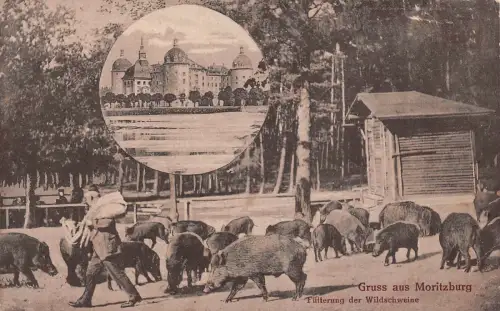 Moritzburg Fütterung der Wildschweine Postkarte