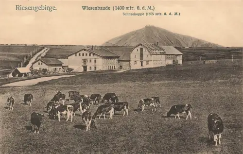 Wiesenbaude und Schneekoppe Riesengebirge Schlesien Postkarte AK 1912