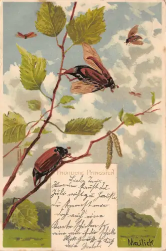 Maikäfer Glückwunsch Pfingsten Mailick AK 1905