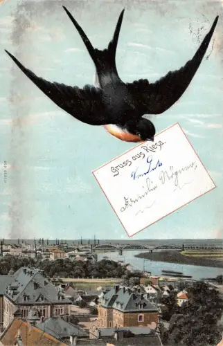 Gruss aus Riesa Postkarte 1907