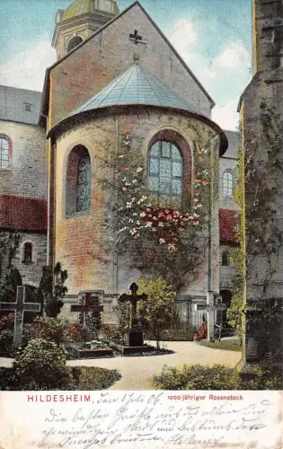 Hildesheim 1000 jähriger Rosenstock Niedersachsen Postkarte AK 1906