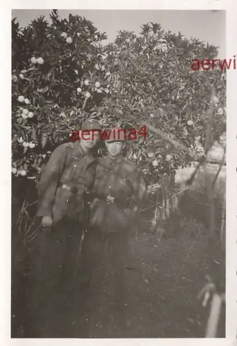 Deutsche Soldaten untern Zitronenbaum Patras Griechenland