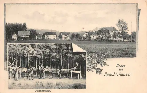 Gruss aus Spechtshausen mit Stadtansicht und Wildfütterung Sachsen AK 1907