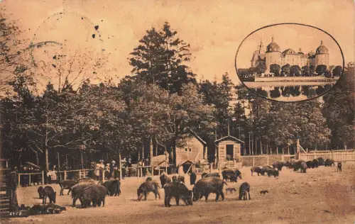 AK Moritzburg Ehemaliges Königliches Jagdschloss Widschweinfütterung Sachsen