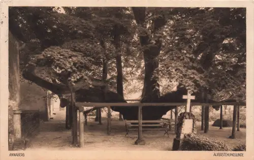 AK Annaberg Auferstehungslinde Erzgebirge Sachsen 1927 gelaufen Postkarte