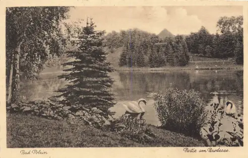 AK Bad Polzin Brodesee Schwäne Pommern 1936 gelaufen Postkarte