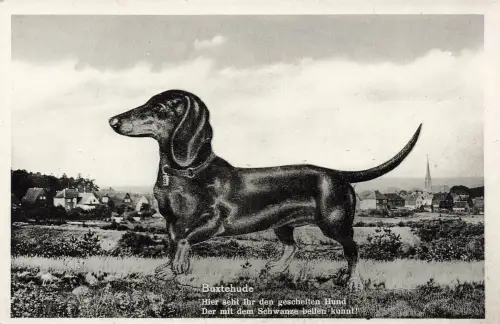 AK Buxtehude Dackel mit Ortspanorama ungelaufen Postkarte