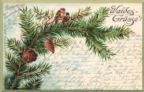 AK Waldes Grüsse Tannenzweig Zapfen Vögel mit Tannenduft 1901 gelaufen Postkarte
