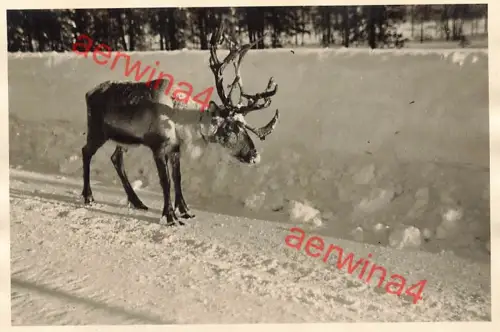 Renntier auf der Eismeerstraße in Lappland Finnland