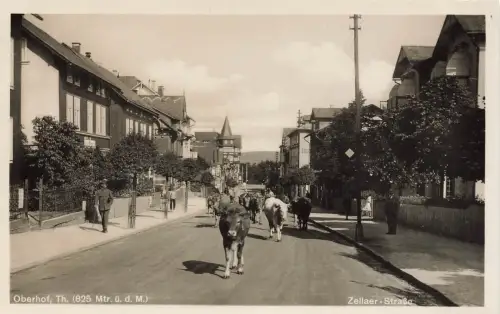 AK Oberhof Zellaer Straße Kühe Dorfstraße Thüringen ungelaufen Postkarte