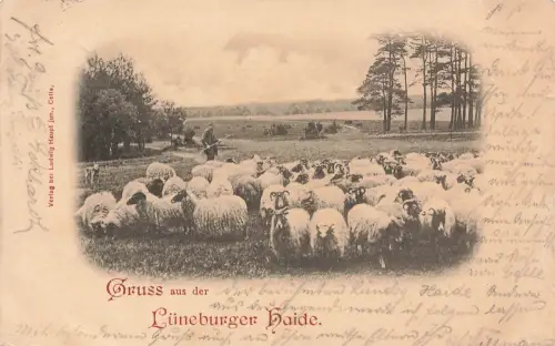 AK Lüneburger Heide Schafherde Schäfer Landschaft Niedersachsen 1899 Postkarte