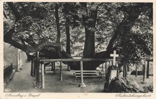 AK Annaberg Buchholz Auferstehungslinde Sachsen Erzgebirge 1933 Postkarte