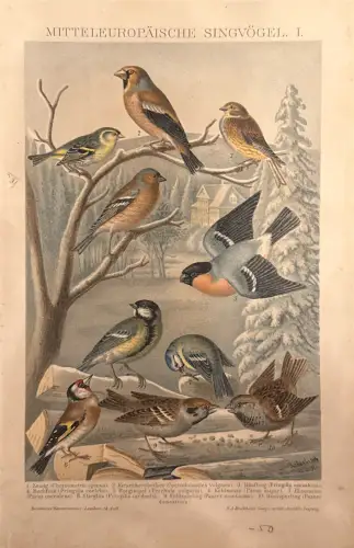 2 Farbdrucktafeln Brockhaus: „Mitteleuropäische Singvögel I“, „Frösche und Kröten“, Randspuren/-flecken