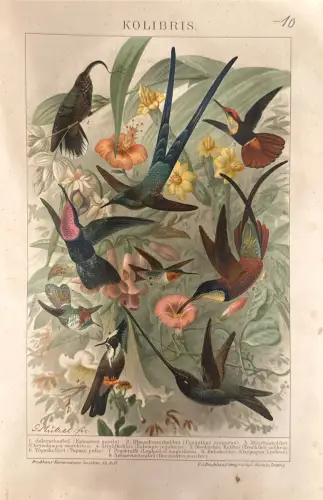 Kolibris, farbige Tafel aus Brockhaus’ Konversations-Lexikon (14. Aufl.); Randflecken