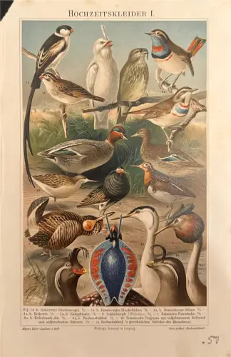 Farbdruck Vogeltafel „Hochzeitskleider I“, Meyers Konv.-Lexikon; Randspuren, nummeriert