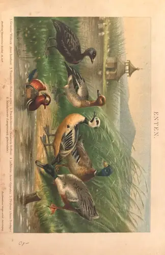 Farbdruck Enten, Brockhaus Konversations-Lexikon; Randflecken, Papierflecken/Verfärbungen
